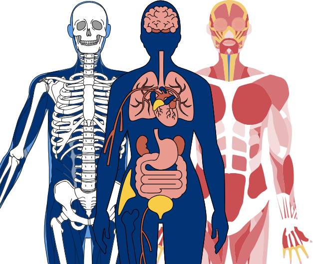 Beyond the Tumour: Mapping Systemic Physiological Change During Breast Cancer Treatment